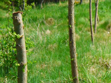 Sadzenie ostrokołów wierzbowych w Kol. Ręczno., 